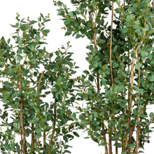 Load image into Gallery viewer, 5', 6' 8' Eucalyptus Trees