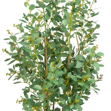 Load image into Gallery viewer, 5', 6' 8' Eucalyptus Trees
