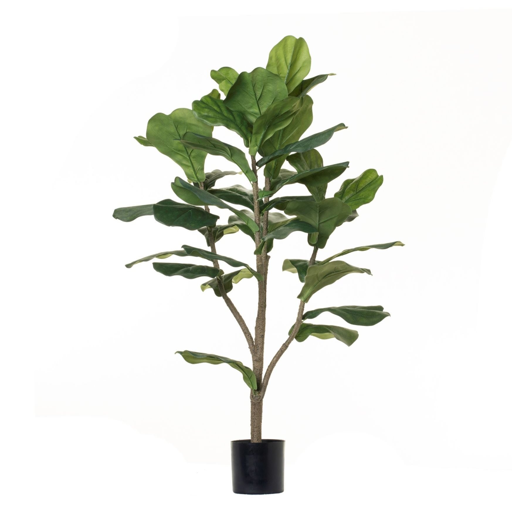 3 Fiddle Leaf Fig Fig And Olive Home Decor 3-fiddle-leaf-fig-fig-and-olive-home-decor