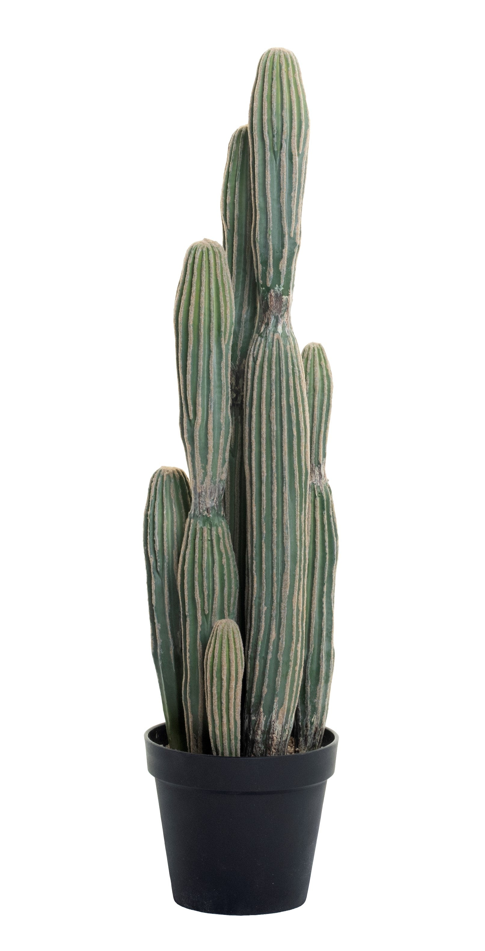 3' Cereus Cactus - UV Treated  FP1103