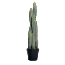 Load image into Gallery viewer, 3&#39; Cereus Cactus - UV Treated  FP1103
