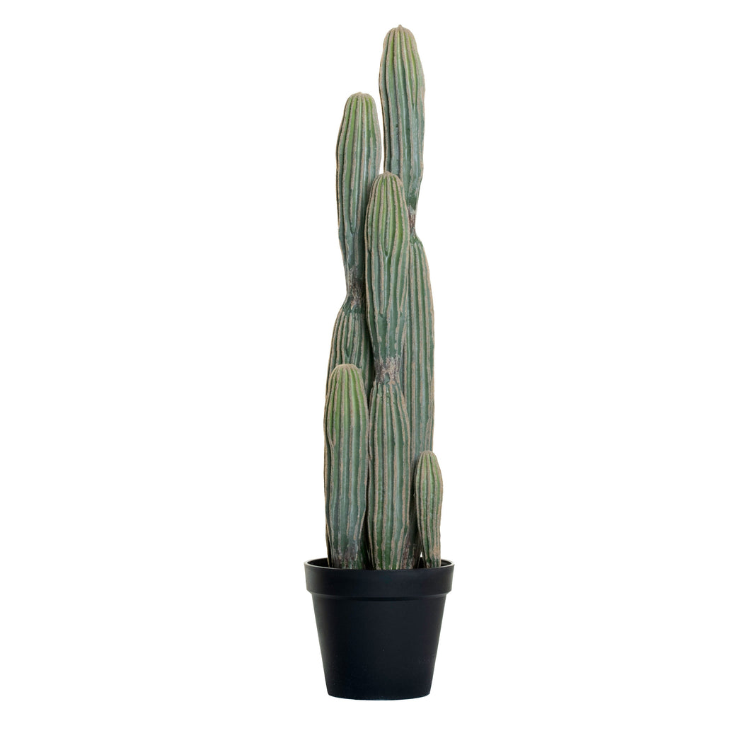 3' Cereus Cactus - UV Treated  FP1103