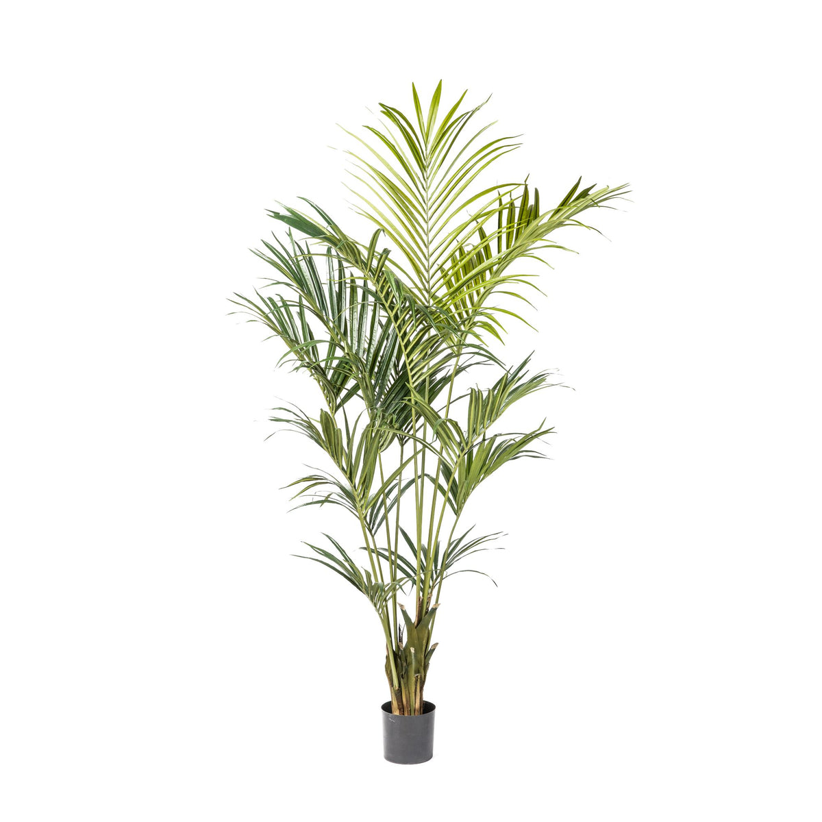 7' Kentia Palm Tree with 294 Leaves