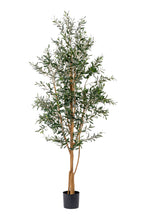 Load image into Gallery viewer, 7&#39; Olive Tree with No Olives
