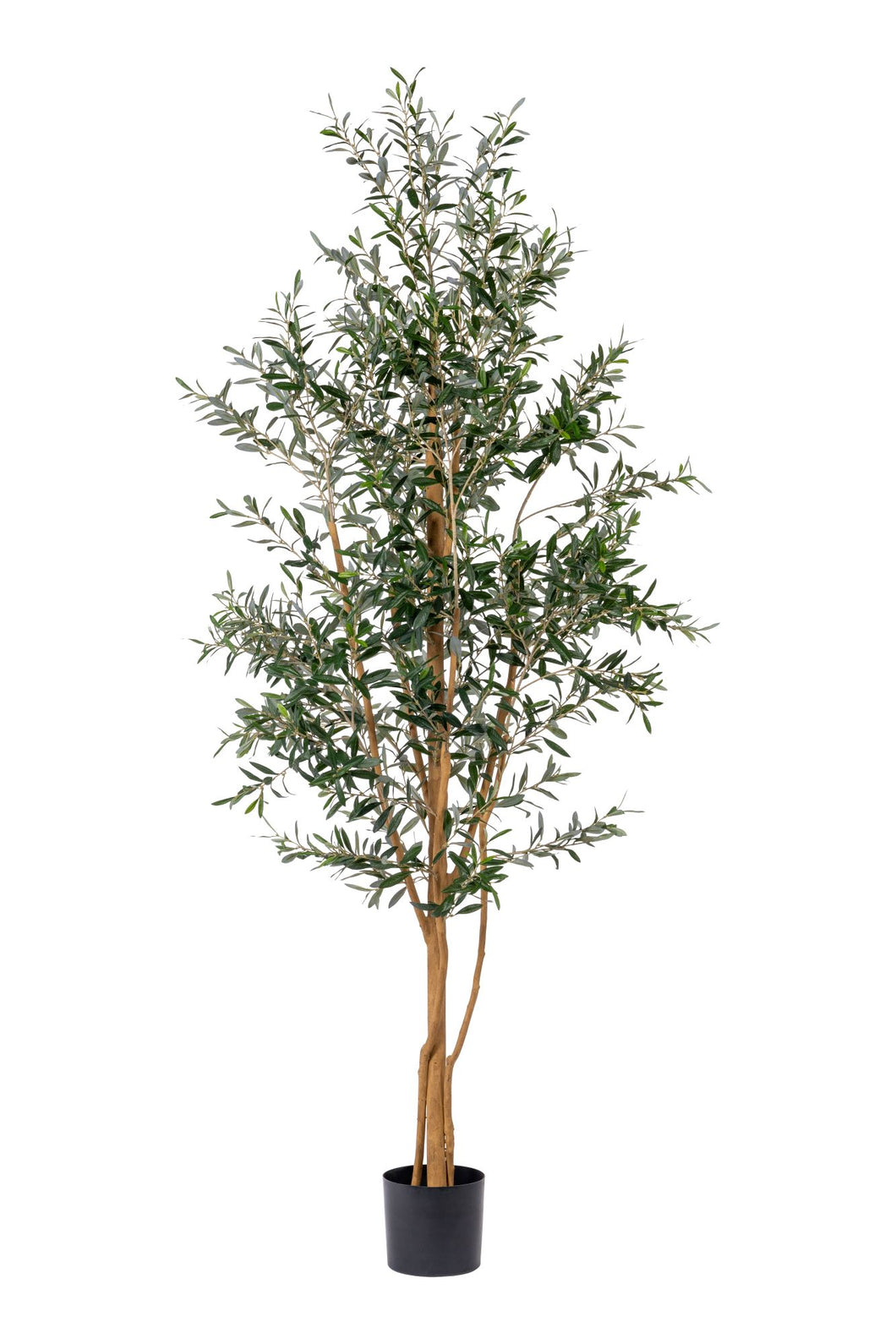 7' Olive Tree with No Olives