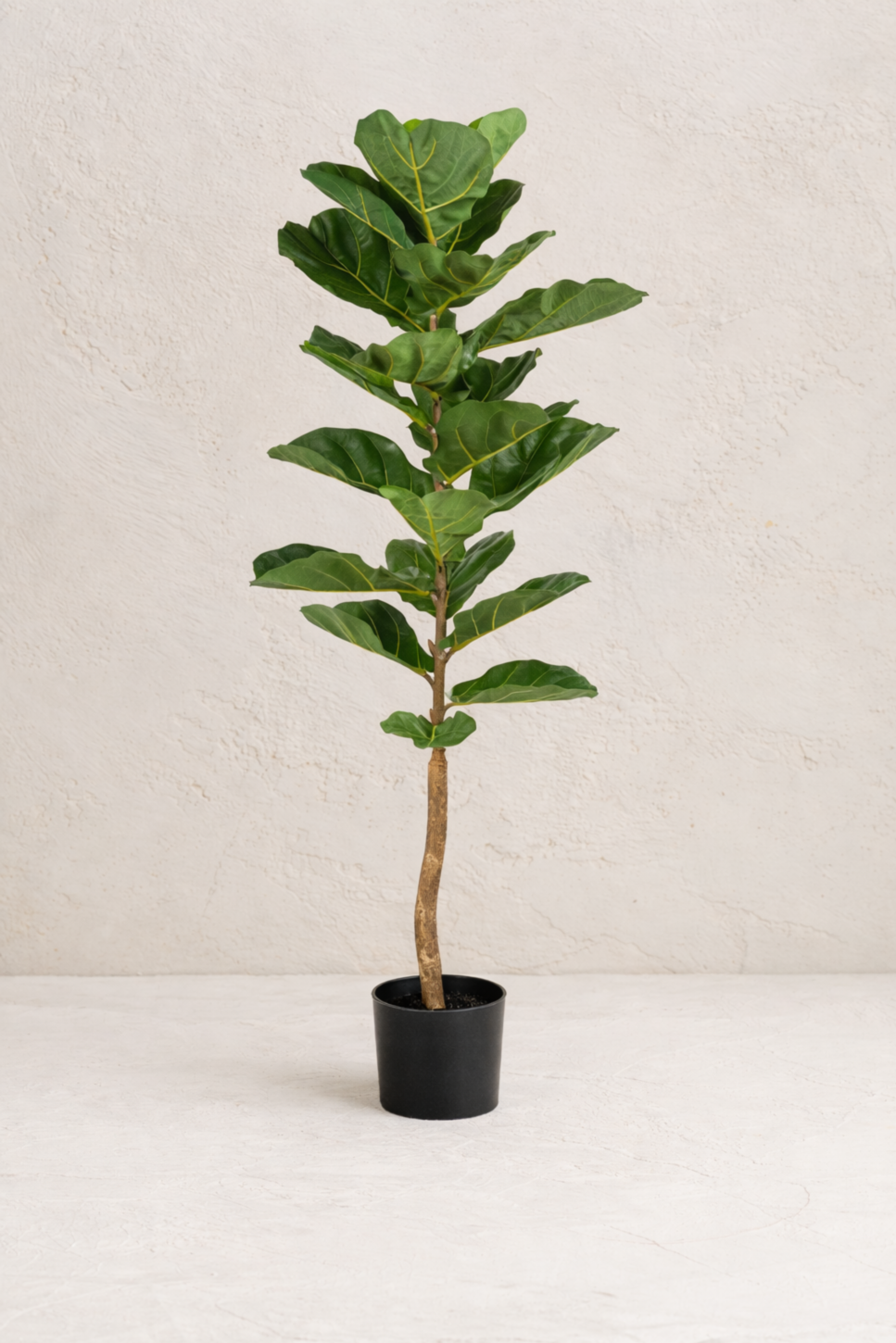 5' Single Stock Fiddle Leaf Fig Tree