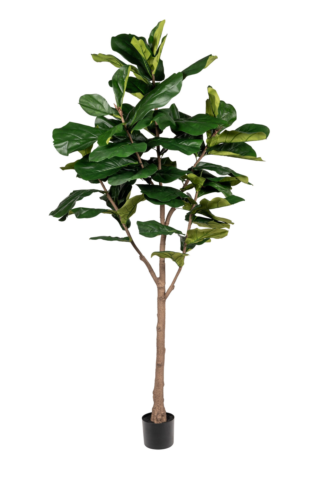 7.5' Fiddle Leaf Fig-UV Treated