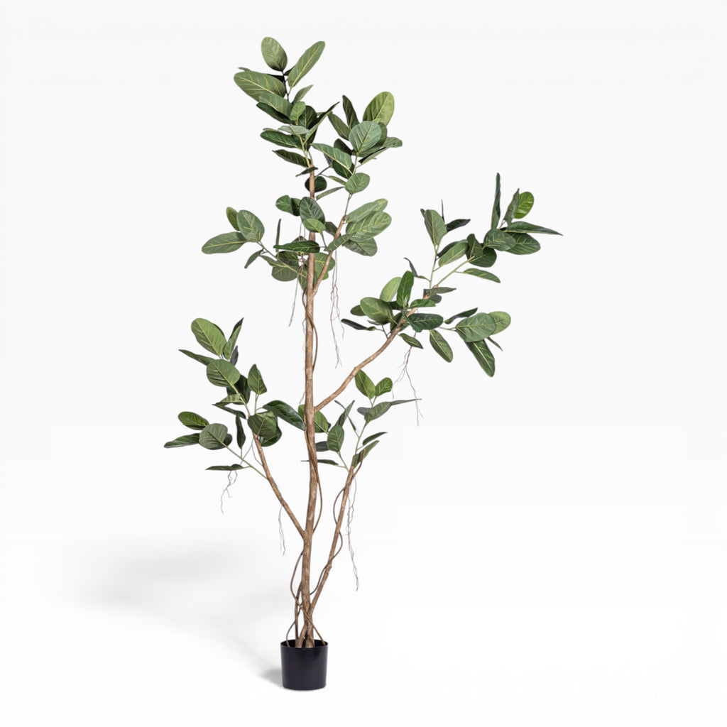 9' Audrey Ficus Tree