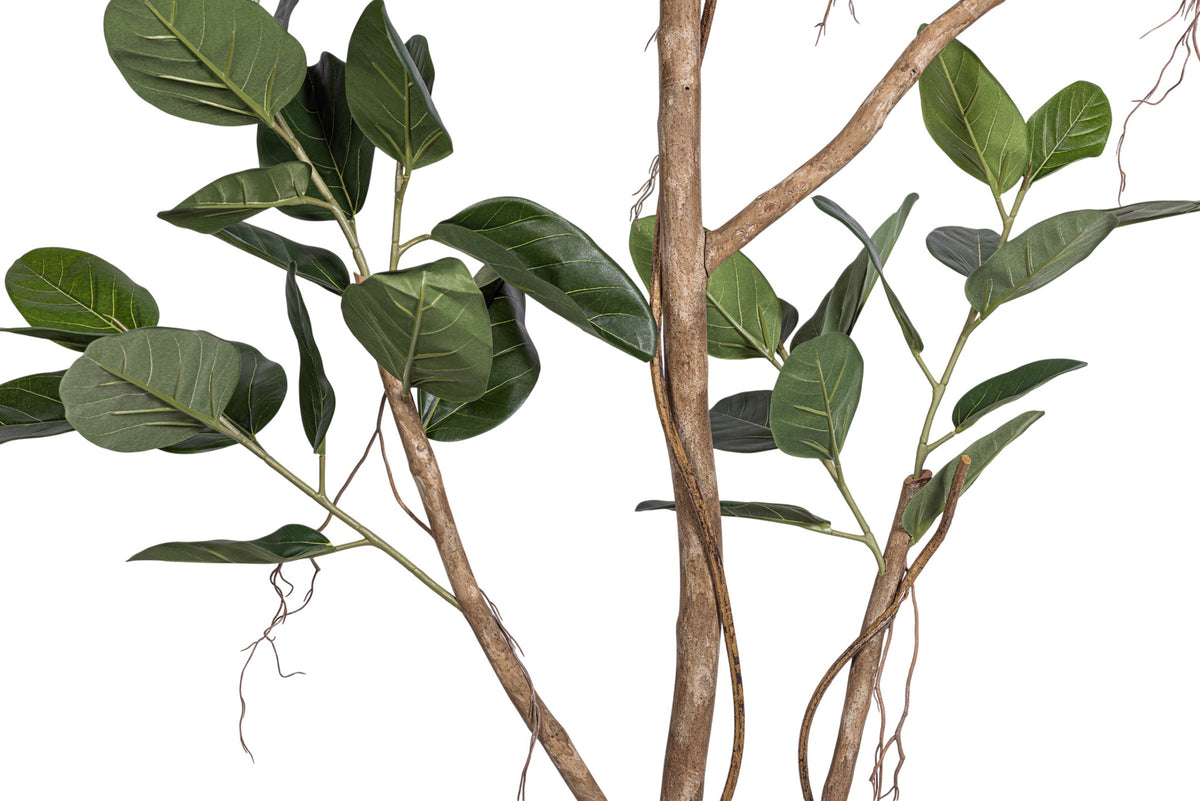 9' Audrey Ficus Tree