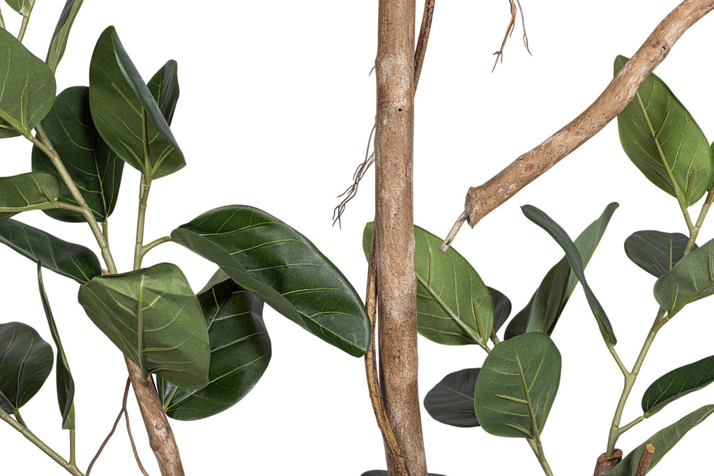 9' Audrey Ficus Tree