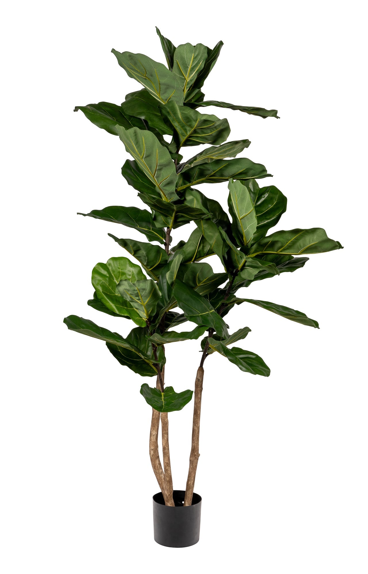 5' Fiddle Leaf Fig Tree - UV Treated FP1288