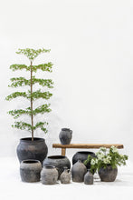 Load image into Gallery viewer, Shady Lady Black Olive Tree
