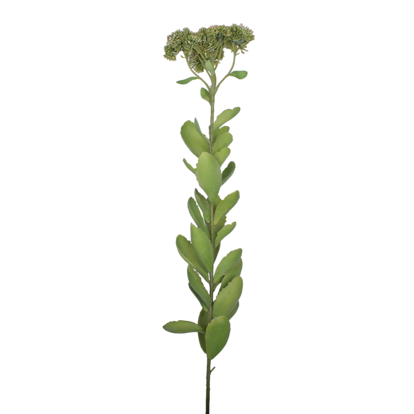 30" Sedum Stem - UV Protected
