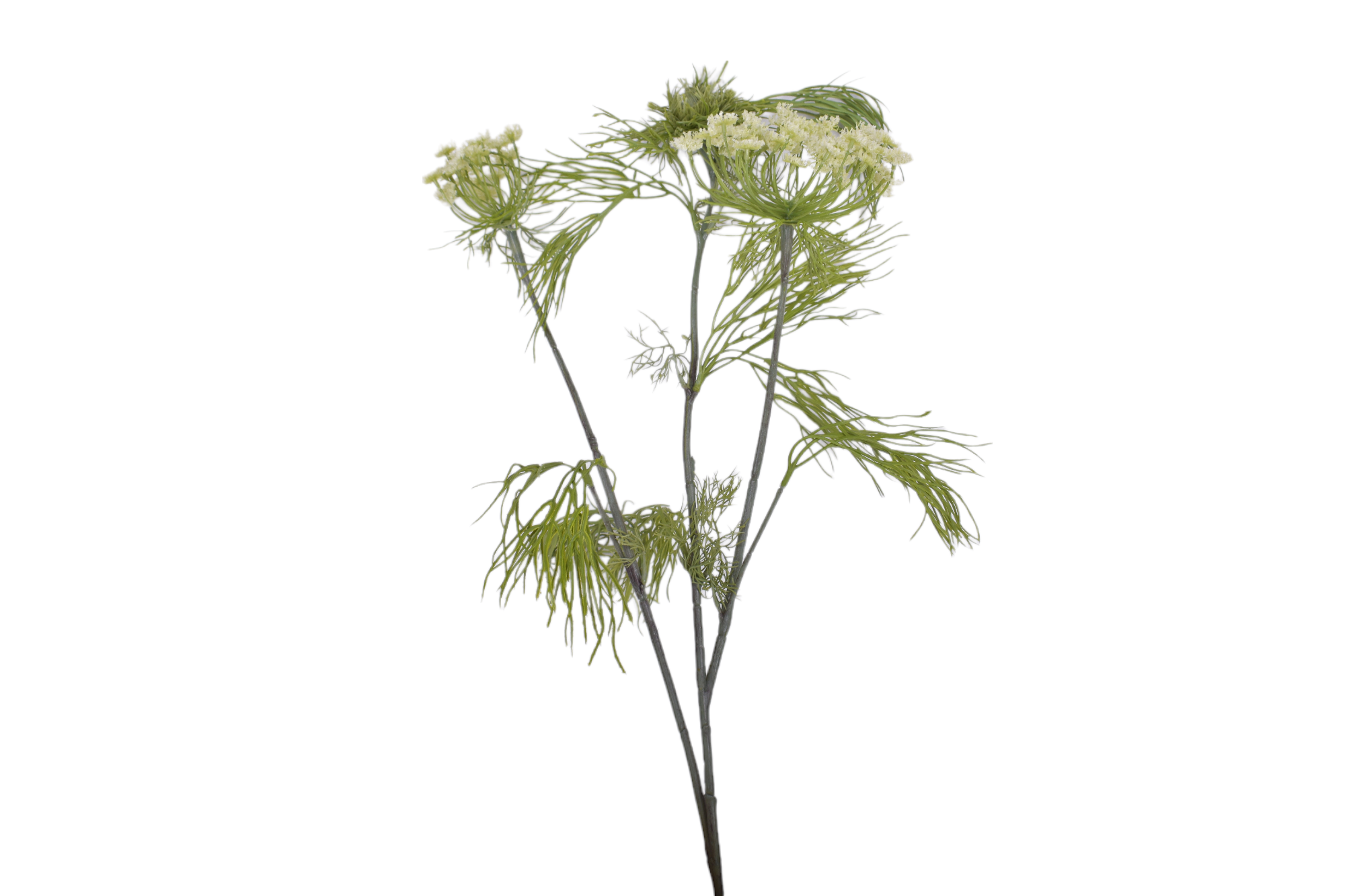 Queens Anne Lace Stem - UV Treated