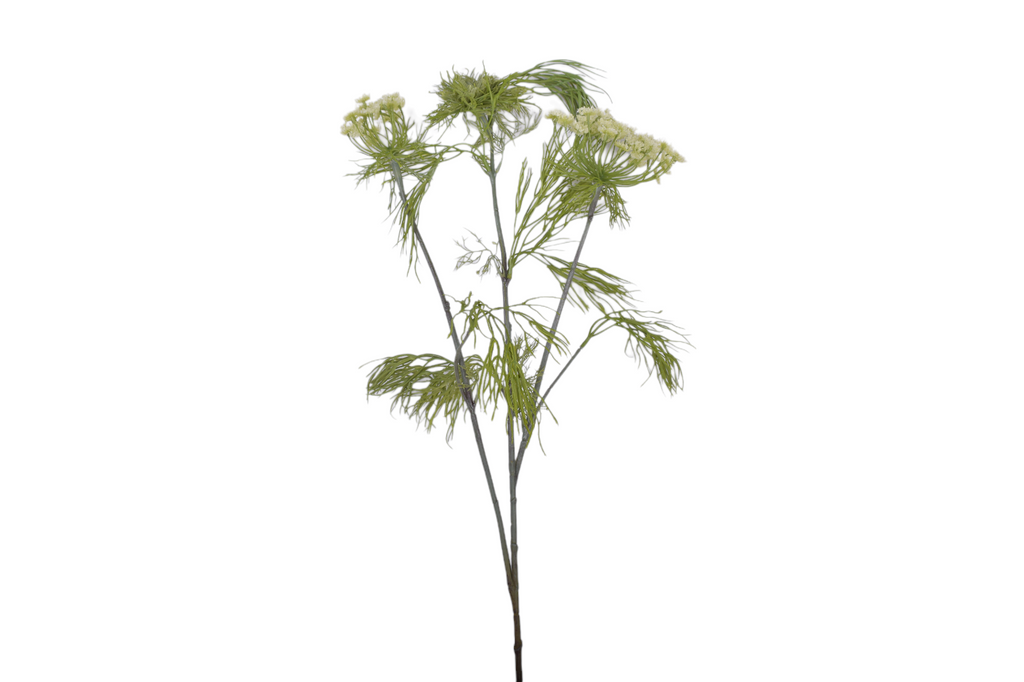 Queens Anne Lace Stem - UV Treated