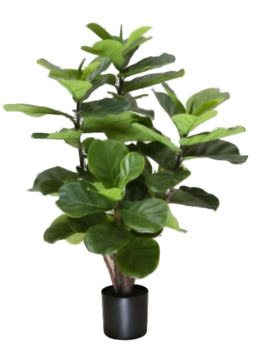 3' Fiddle Leaf Fig