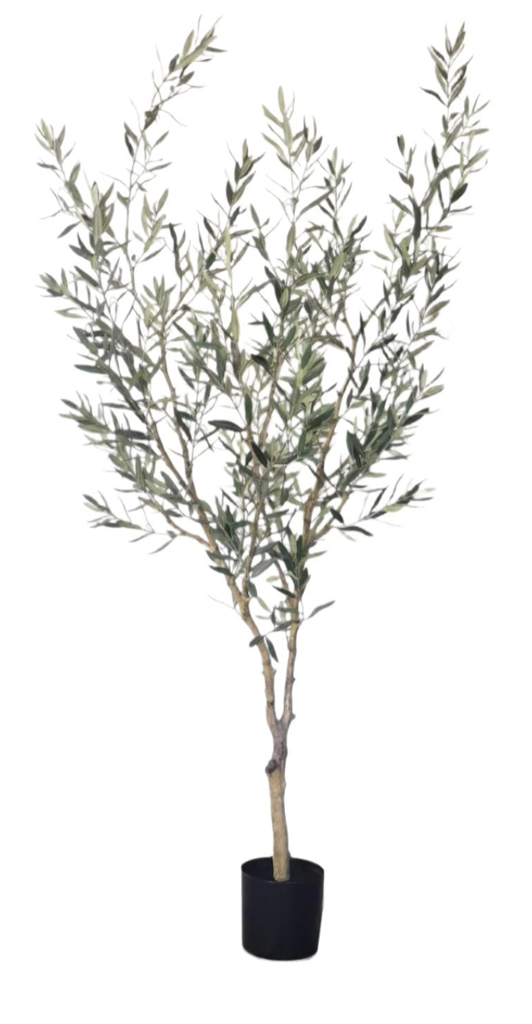 6' Olive Tree- NO Olives