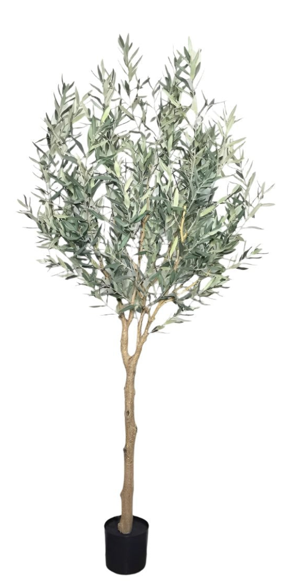 6.5' Olive Tree-NO Olives