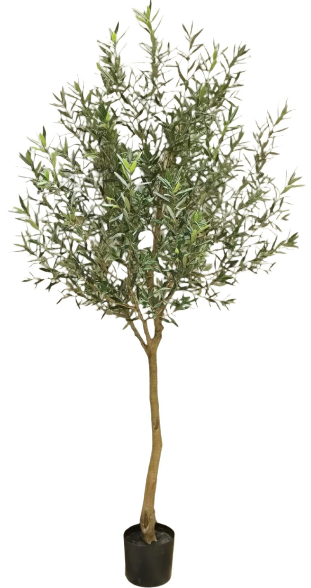 8' Olive Tree-NO Olives