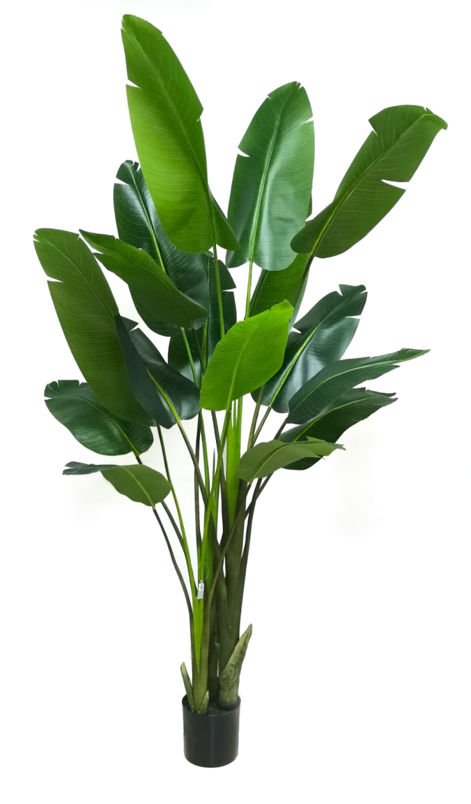 8' Bird of Paradise Tree