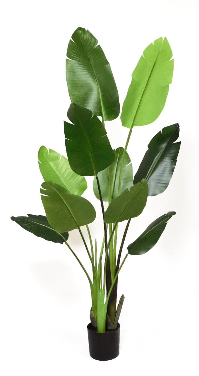 5' Bird of Paradise