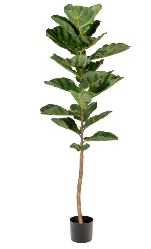 5' Single Stock Fiddle Leaf Fig Tree