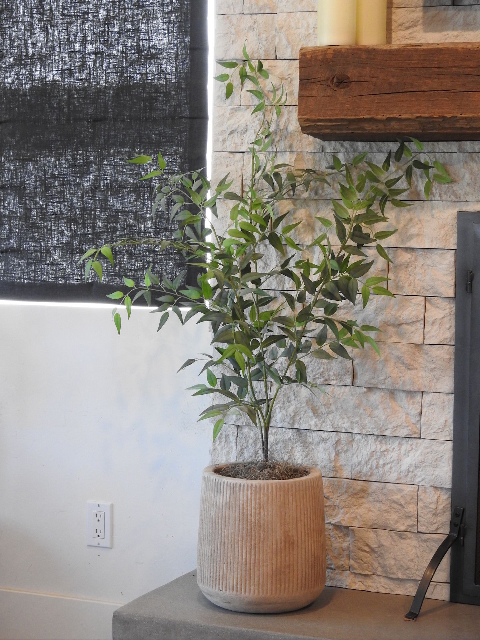 Italian Ruscus Stem - UV Treated
