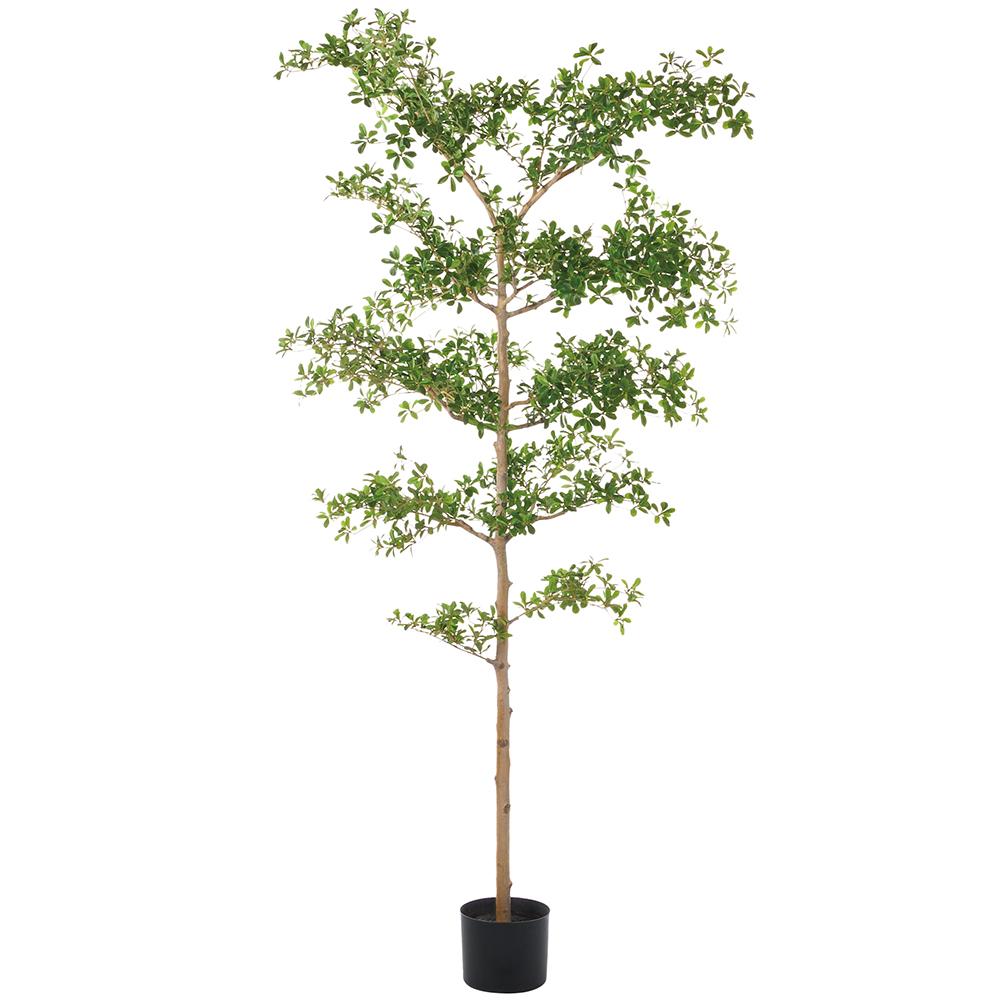 Shady Lady Black Olive Tree