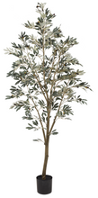 Load image into Gallery viewer, 7&#39; Olive Tree
