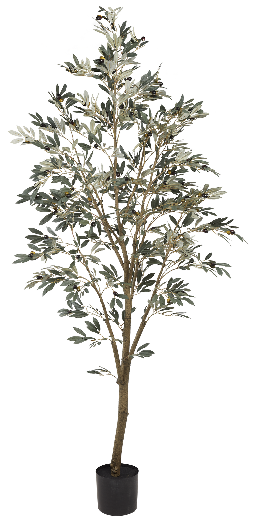 7' Olive Tree