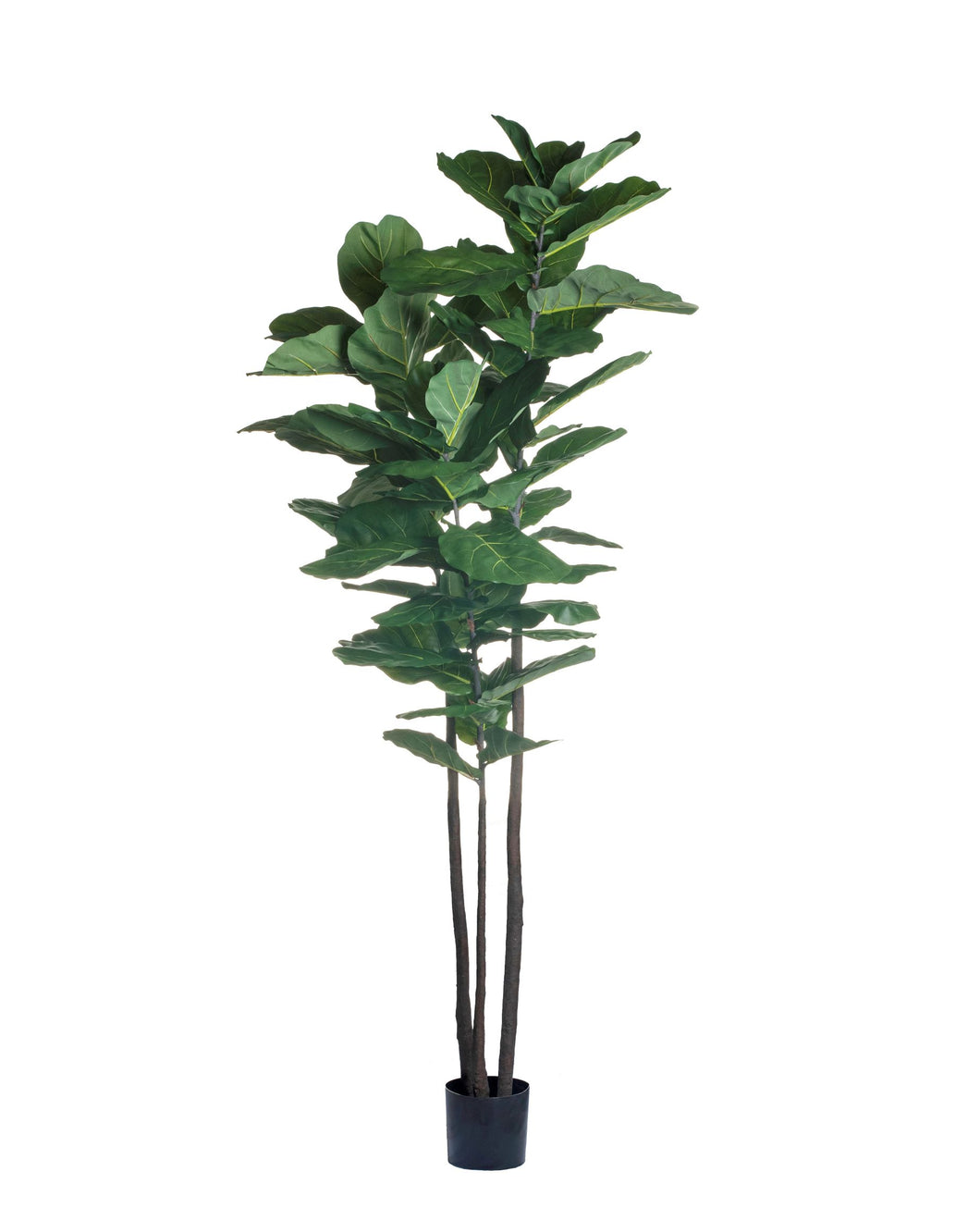 8' Thin Fiddle Leaf Fig