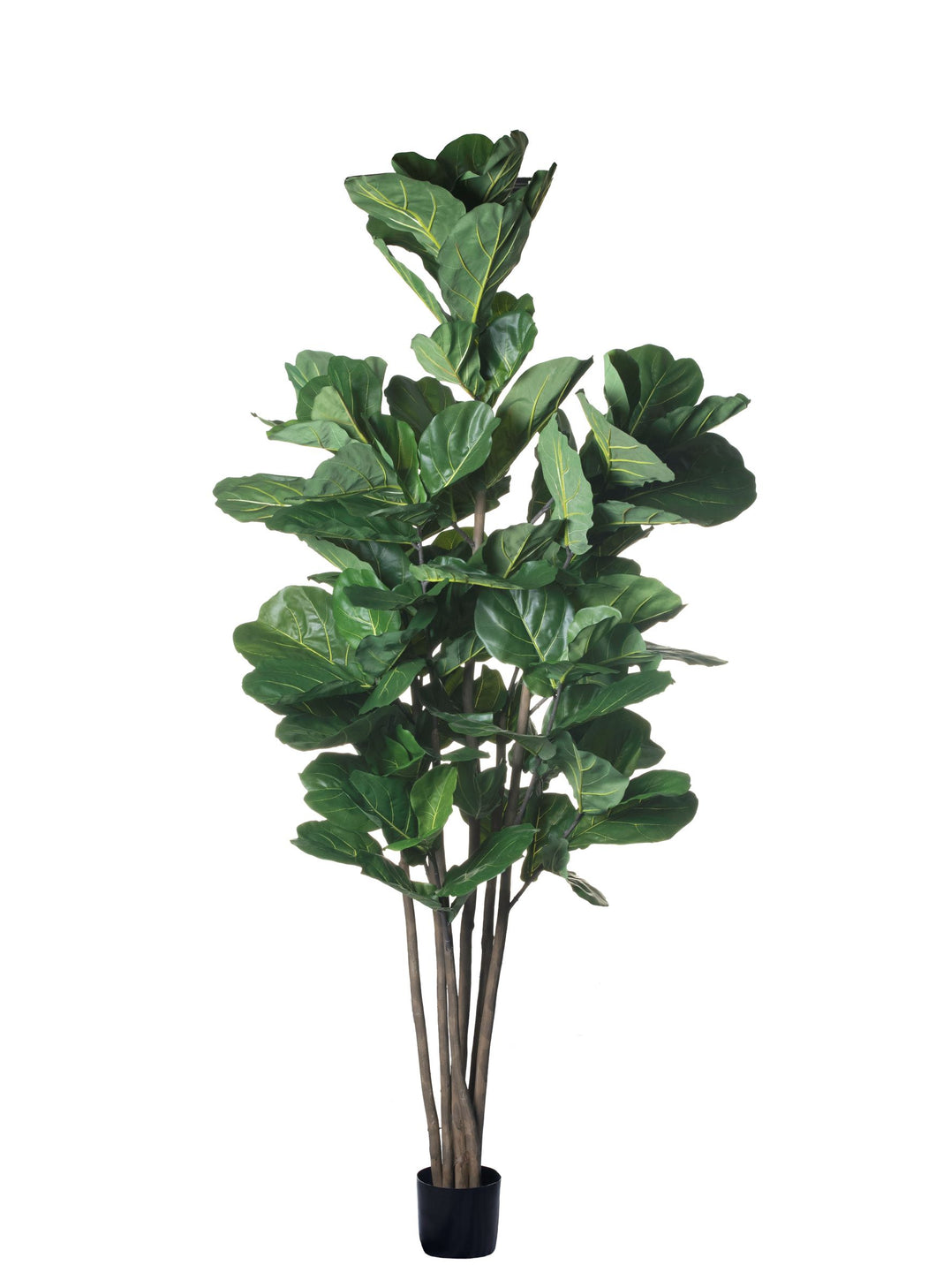 9' Fiddle Leaf Fig