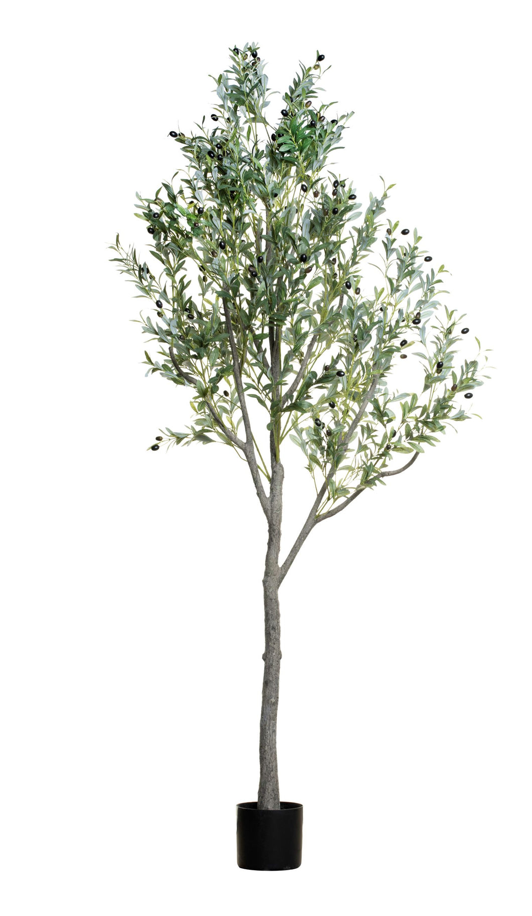 8' Olive Tree