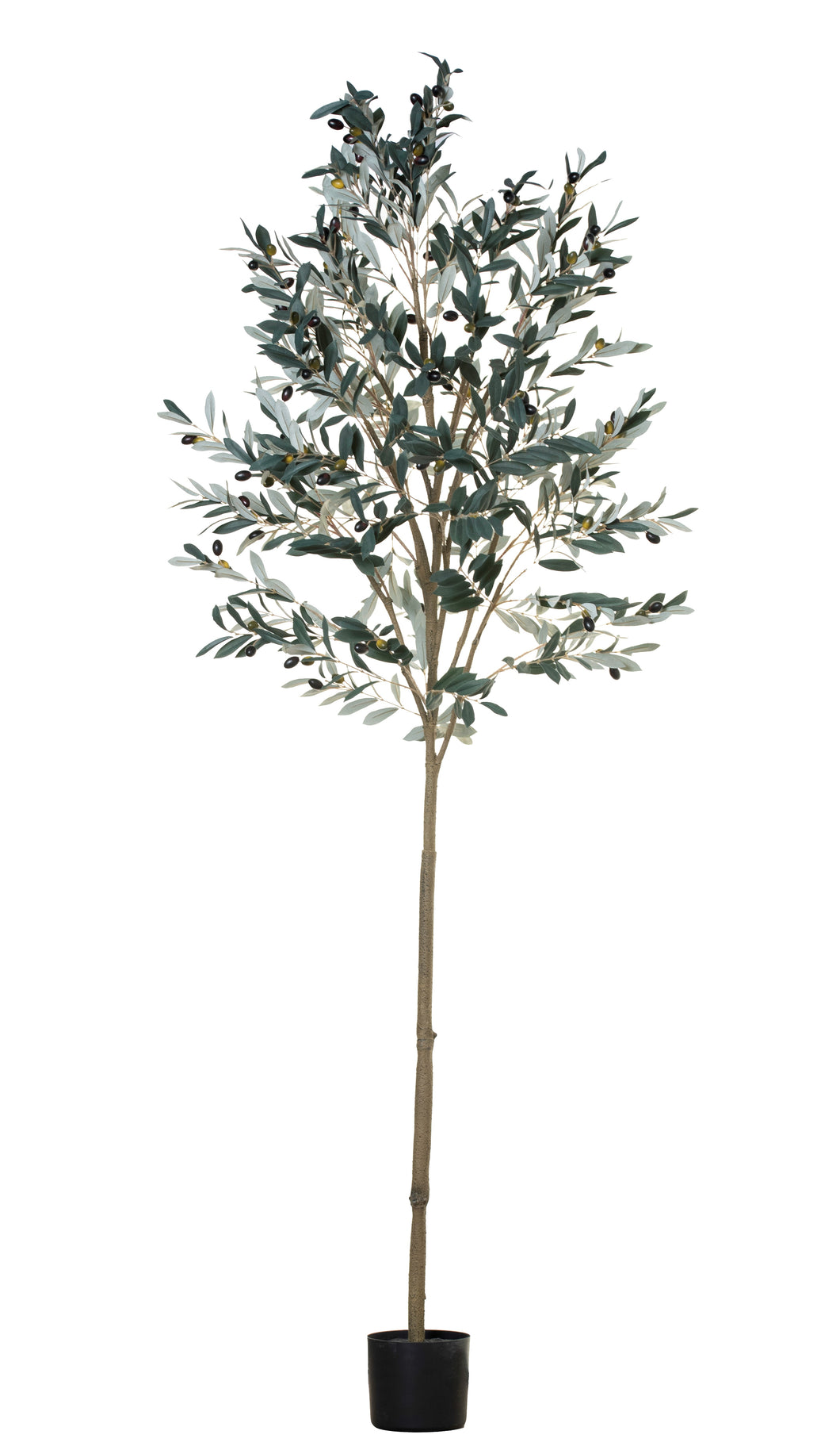 7' Olive Tree